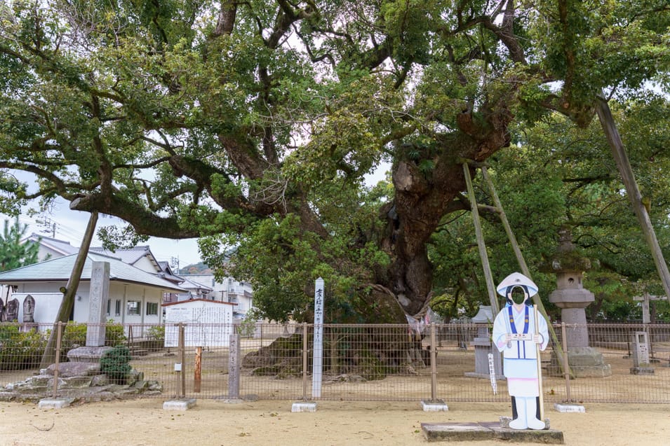 Great camphor tree in the Zentsu-ji temple grounds