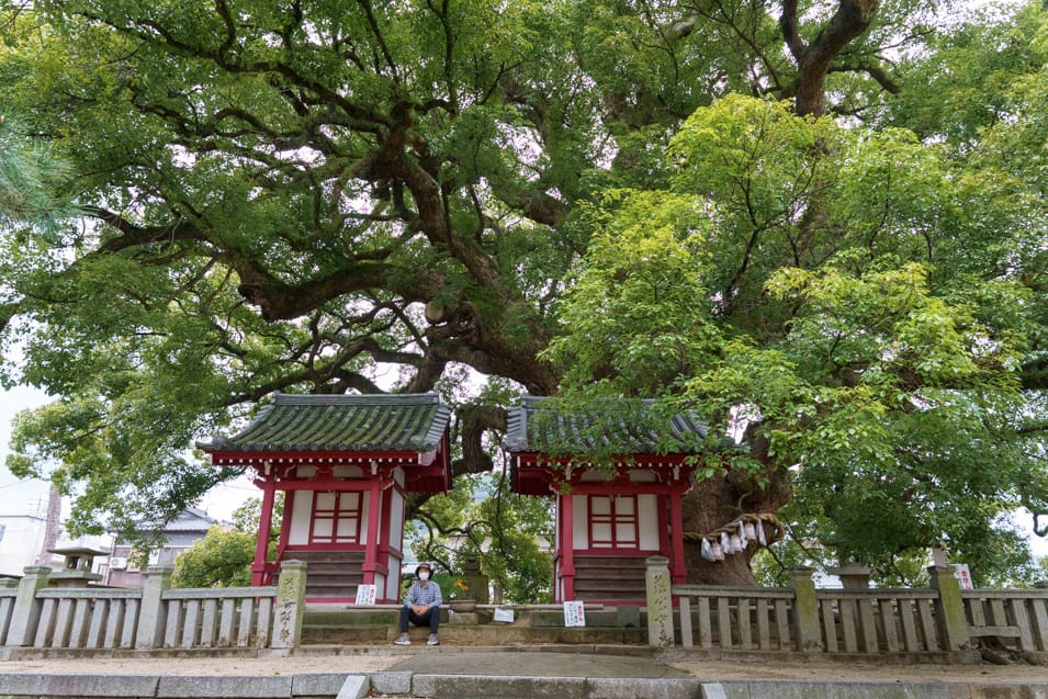 Gosha Myojin great camphor tree at Zentsu-ji